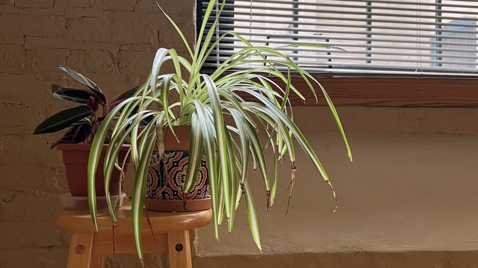 houseplant by window