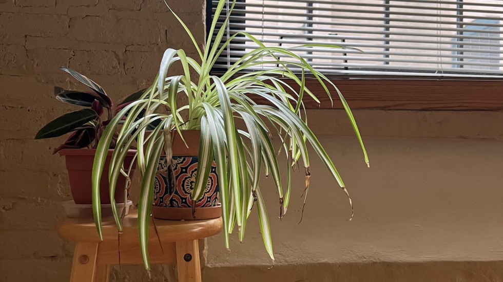 houseplant by window